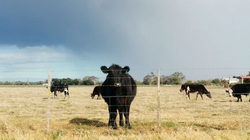 Cows grazing on field against sky