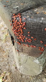 Close-up of red wall