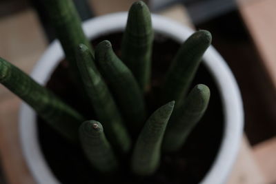 Close-up of succulent plant