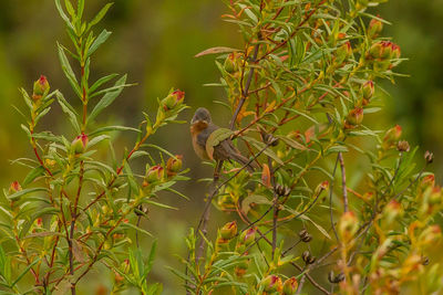 Bird perching on a tree