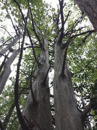 Low angle view of trees in forest