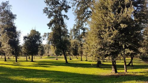 Trees on field against sky