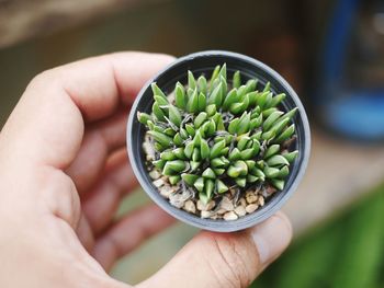 Cropped hand holding potted plant