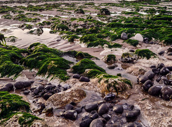 Pebbles on beach