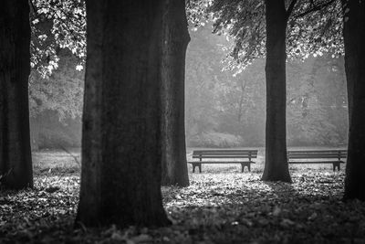 Trees on field in park