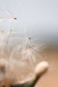 Close-up of dandelion against white background