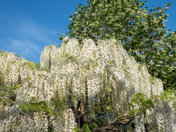 Low angle view of cherry blossom against sky