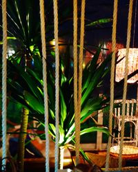 Close-up of bamboo plants