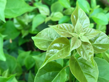 Full frame shot of fresh green leaves