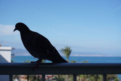 Bird perching on a railing
