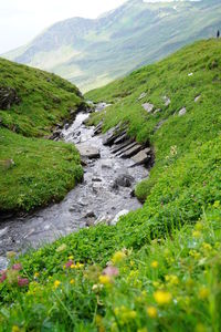 Scenic view of stream flowing through landscape