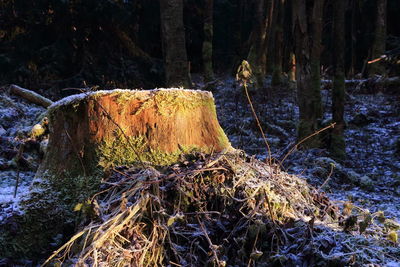 Close-up of wood in forest