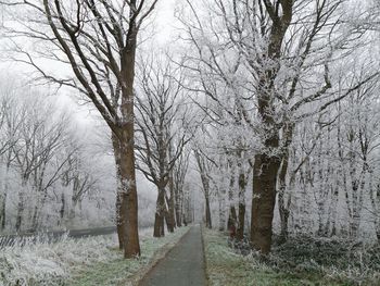 Road amidst bare trees during winter