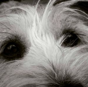 Close-up portrait of dog