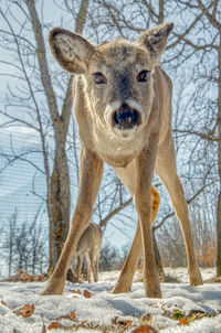 Portrait of deer standing in snow