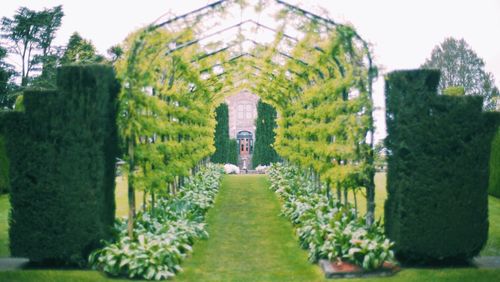 View of cemetery against trees