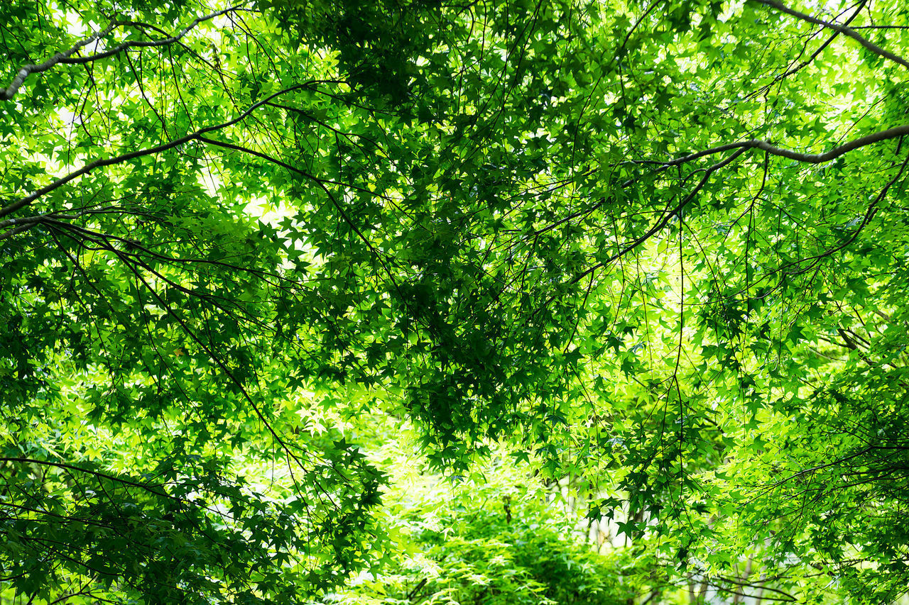 LOW ANGLE VIEW OF TREES AT FOREST