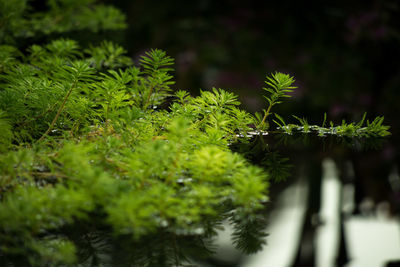 Plants growing in forest