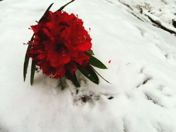 Close-up of red flowering plant during winter