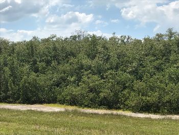 Plants growing on field against sky