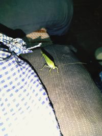 High angle view of insect on finger