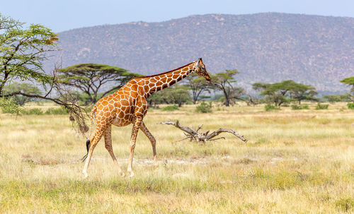 Giraffe in a field