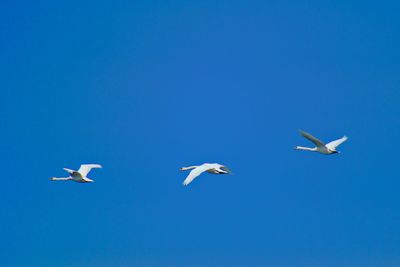 Low angle view of seagulls flying in sky