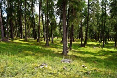 Trees in forest