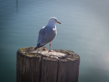 Close-up of bird perching on wooden post