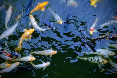 High angle view of koi carps swimming in lake