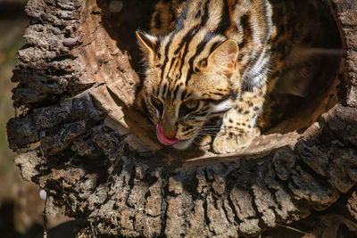 Close-up of a wild cat