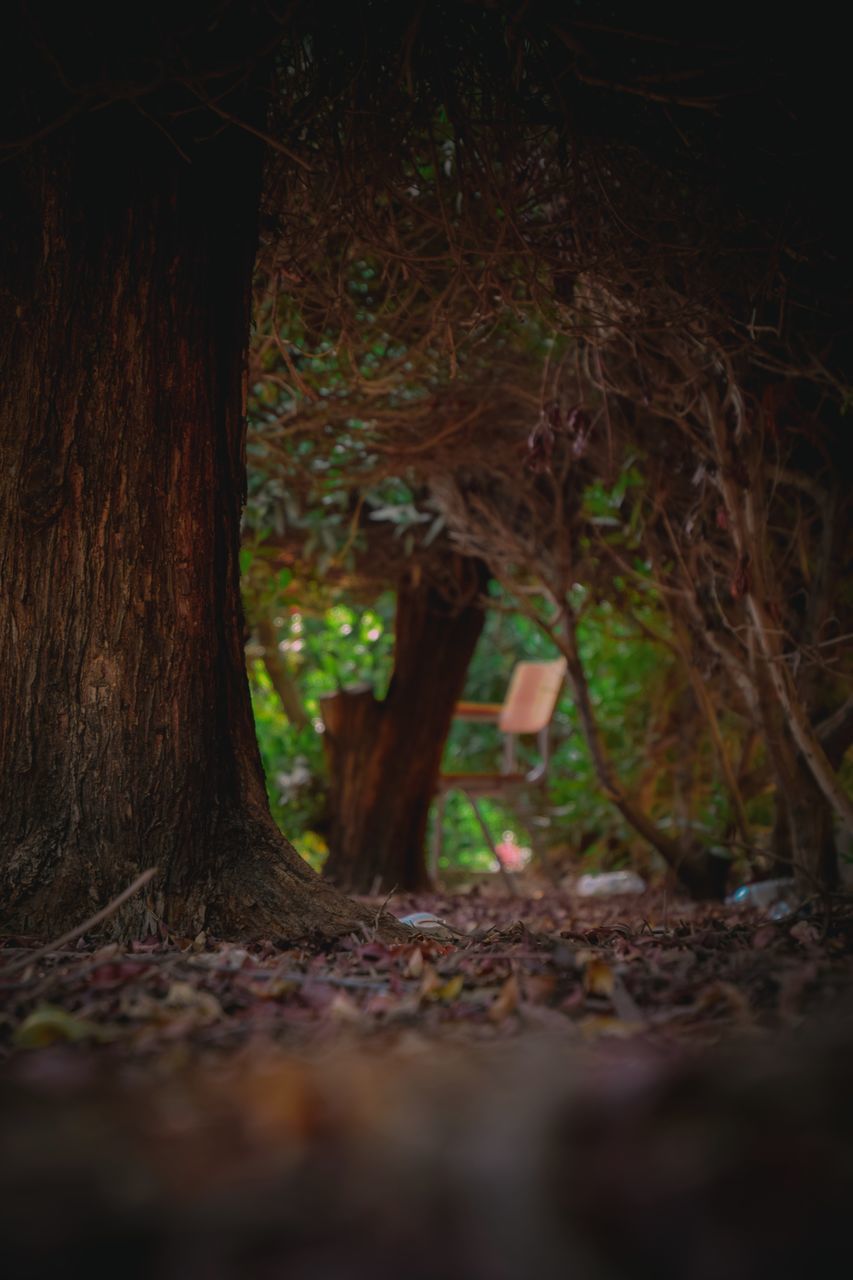 TREES ON FIELD