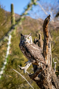 Close-up of owl perching on tree