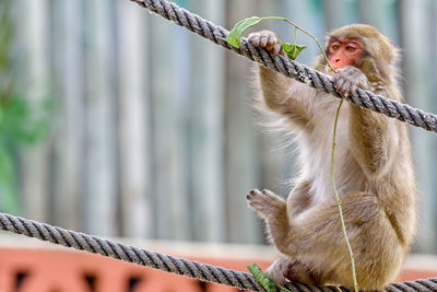 Monkey holding plant while sitting on rope