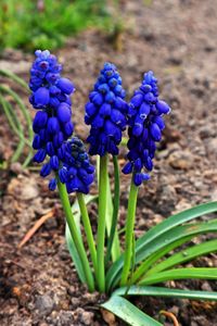 Close-up of purple flowering plant on field