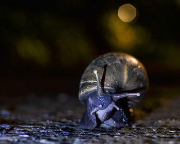 Close-up of snail