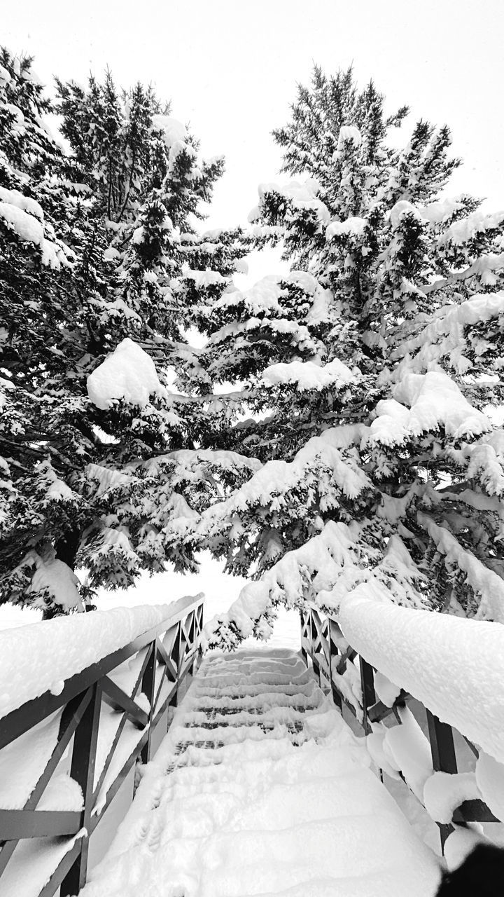 SCENIC VIEW OF SNOW COVERED TREES AND PLANTS