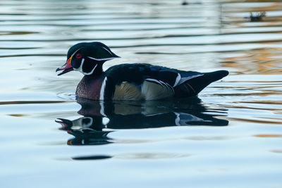 Duck swimming in a lake