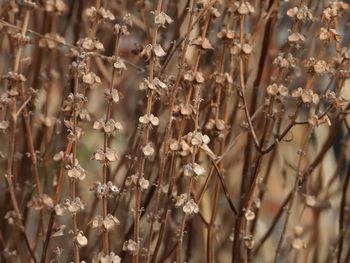 Full frame shot of dry plants on field