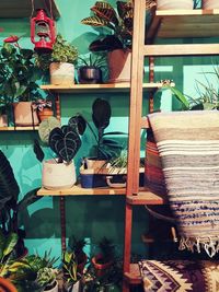 Potted plants for sale at store