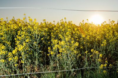 Yellow flowering plants on field against sky