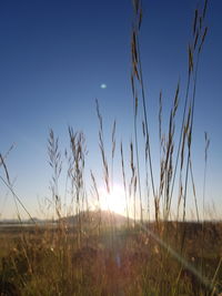 Scenic view of field against clear sky during sunset