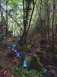 Trees growing in forest