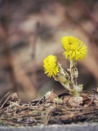 Close-up of yellow flowering plant on field