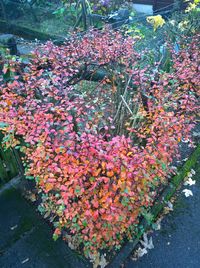 Close-up of red flowers