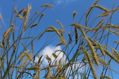 Low angle view of plants against blue sky