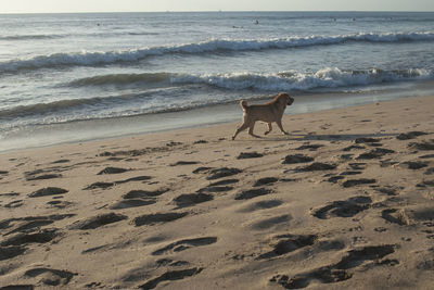 Dog on beach