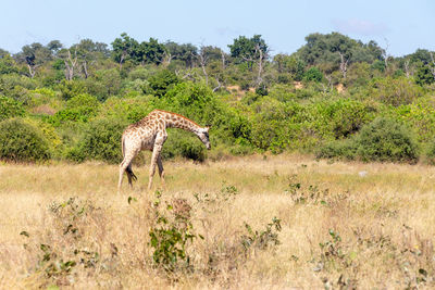 Giraffe in a field