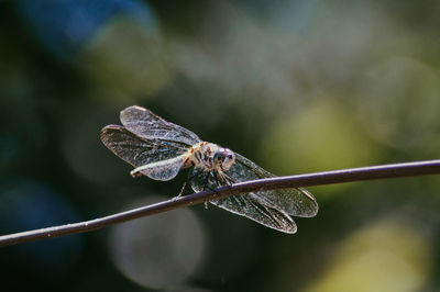 Close-up of butterfly on twig