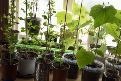 Close-up of potted plants in greenhouse